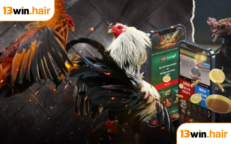 Đá gà Thomo 13WIN là gì?