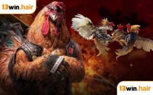 Đá gà Thomo tại13WIN